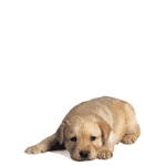 pic for Dog  